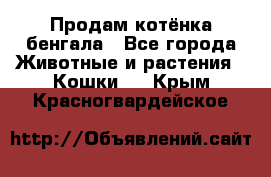 Продам котёнка бенгала - Все города Животные и растения » Кошки   . Крым,Красногвардейское